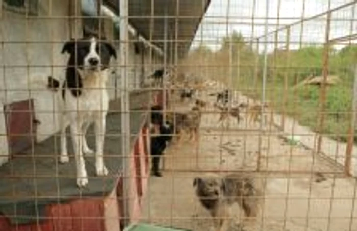 În azilul Asociaţiei trăiesc 700 de câini Foto.arhivă