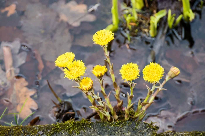 Podbalul este o plantă medicinală Foto: Facebook
