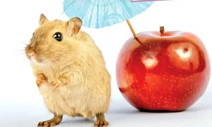 CLIIMA20101113 0109 1 jpeg