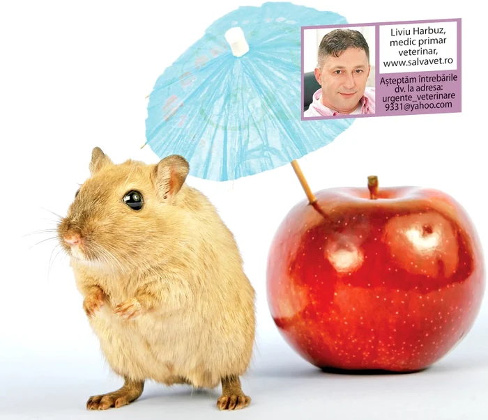 Zilele mai scurte şi lumina mai puţină nu sunt pe placul rozătoarelor