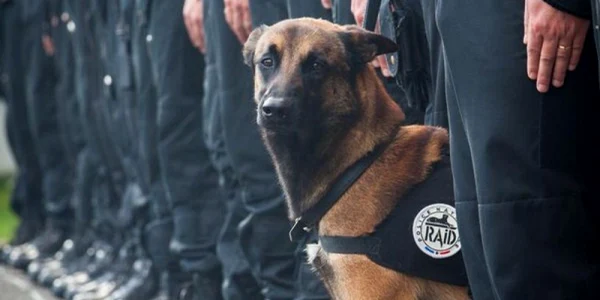 diesel