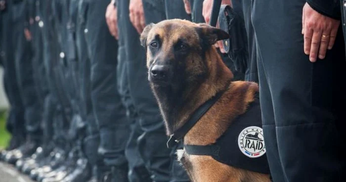 Diesel, un ciobănesc belgian Malinois din cadrul RAID (unitate de elită franceză) FOTO @PNationale