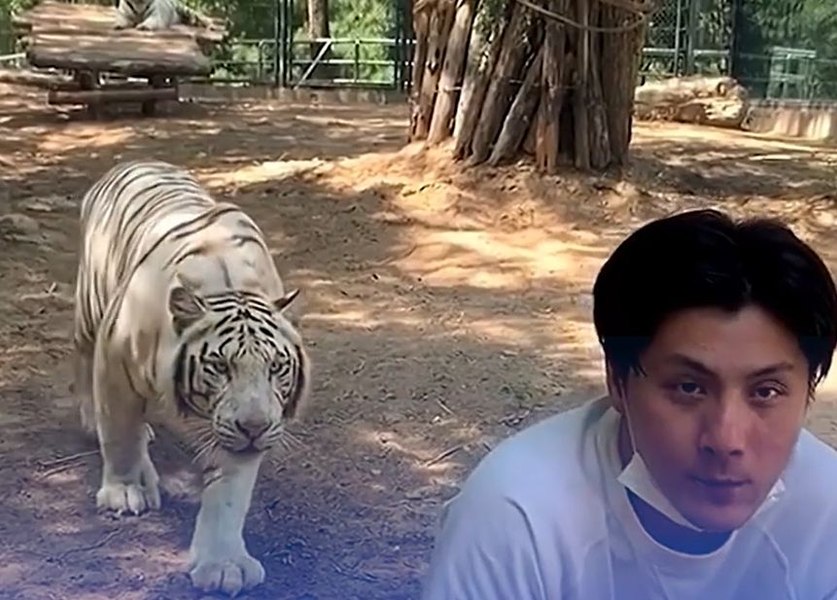 Momentul în care un tigru alb de la Zoo Beijing atacă un turist. Cum se încheie scena VIDEO