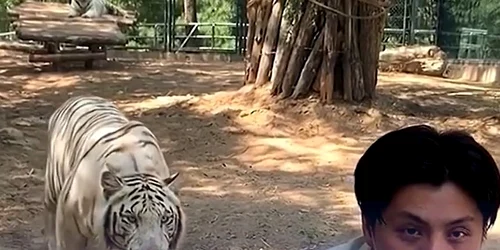 tigru alb captura Youtube jpg