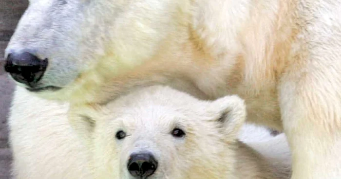 Urşii polari sunt ameninţaţi de încălzirea globală p Foto: reuters