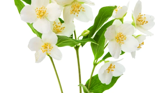 1 63449 original jpg jpeg