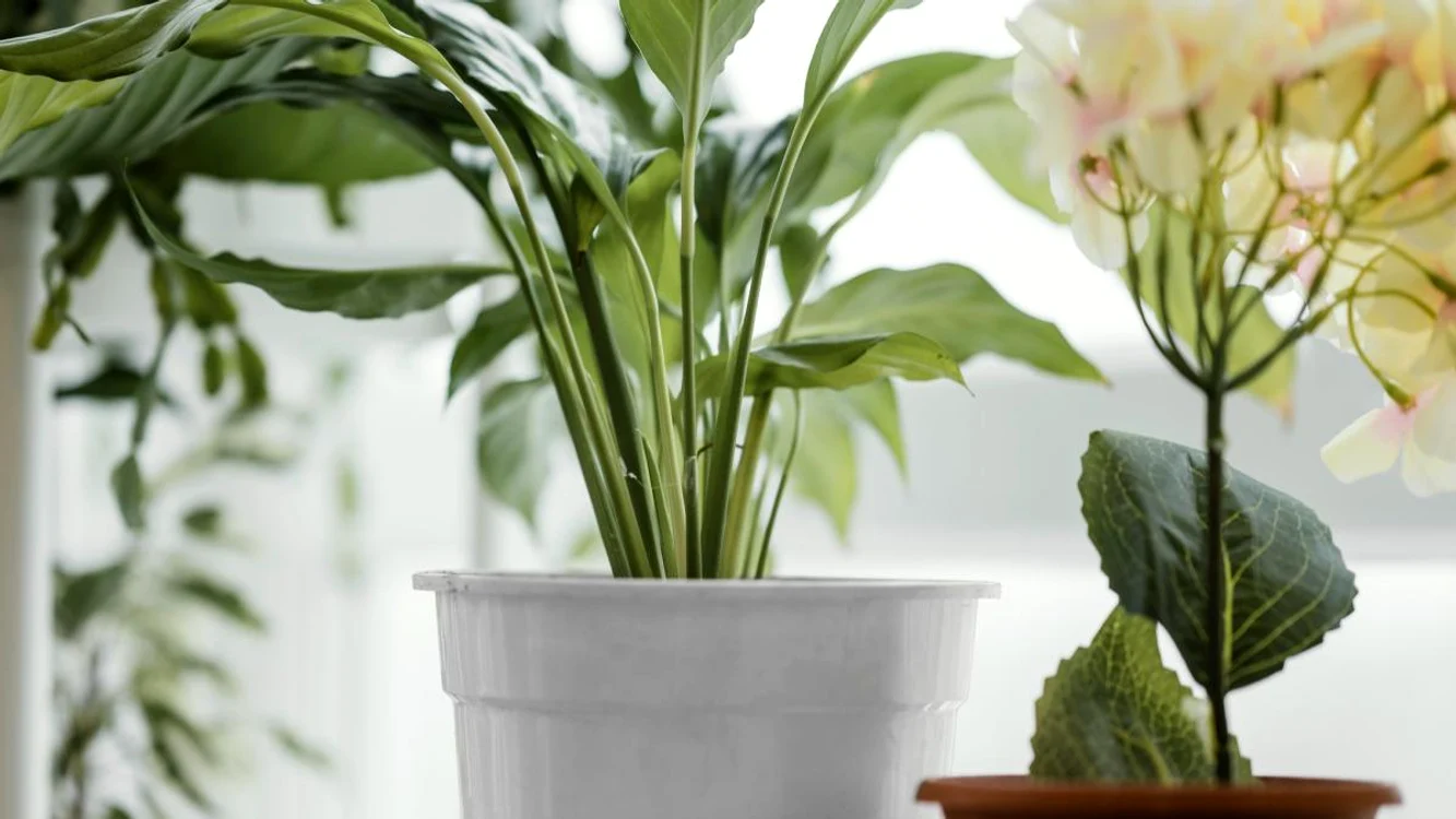 Care sunt cele mai bune plante pentru baie.