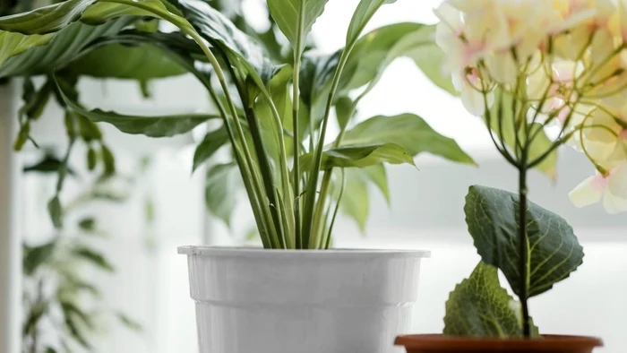 Care sunt cele mai bune plante pentru baie.