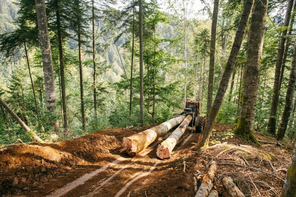 Din pădurile ţării se taie ilegal 3 hectare de păduri pe orăFOTO: Greanpeace