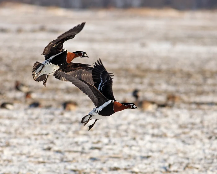 Păsările sunt monitorizate cu ajutorul unui dispozitiv conectat la satelit