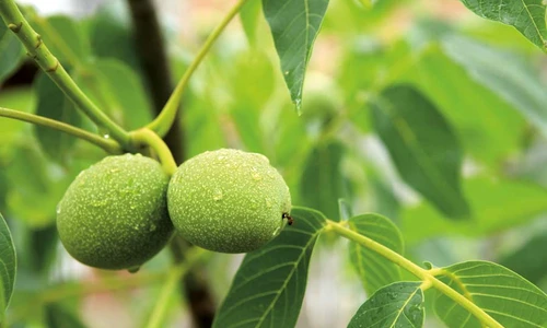 1 54120 original jpg jpeg