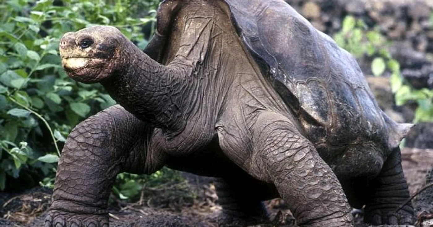 Singuraticul George avea 100 de ani FOTO: REUTERS
