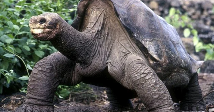 Singuraticul George avea 100 de ani FOTO: REUTERS