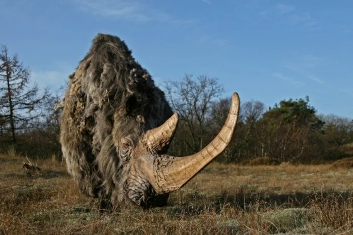 Rinocerul lânos a supravieţuit ultimei perioade glaciare