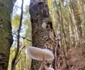 Parcul Național Domogled Valea Cernei  Foto Romsilva (1) jpg