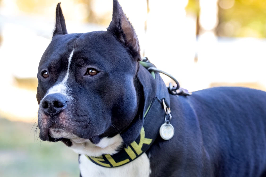 Câine din rasa Amstaff  FOTO: shutterstock