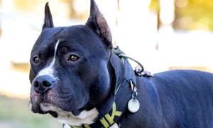 Câine din rasa Amstaff FOTO Shutterstock 