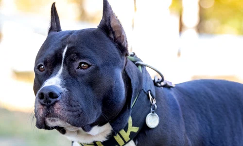 Câine din rasa Amstaff FOTO Shutterstock 