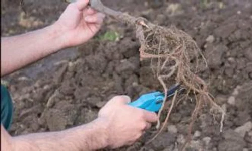 Fasonaţi rădăcina pomului înainte de plantare jpeg