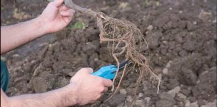 Fasonaţi rădăcina pomului înainte de plantare