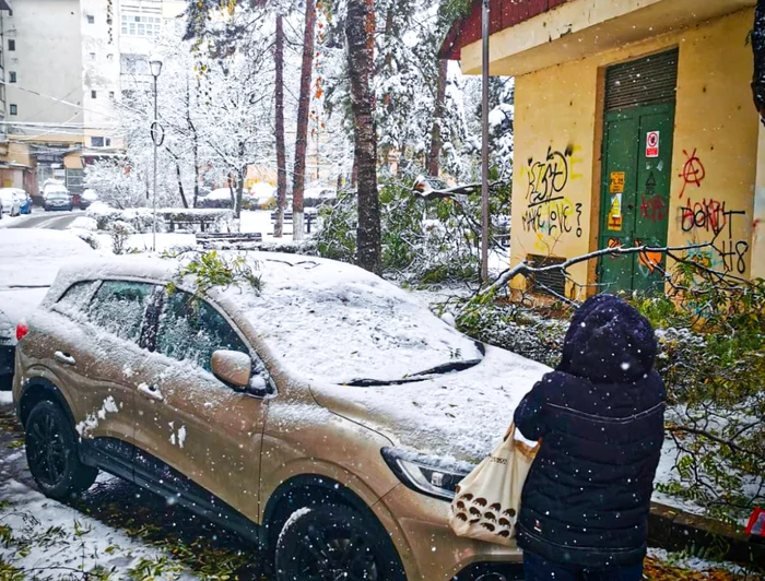 Arbori rupți Suceava. FOTO ISU Suceava