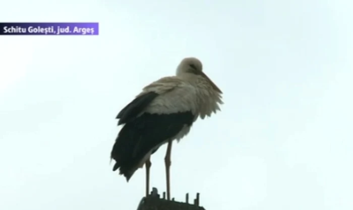 Barza s-a întors din ţările calde şi e nedumerită pentru că nu îşi găseşte cuibul