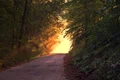 forest 166733 1920 jpg