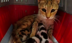 pisica dubai x instagram jpg