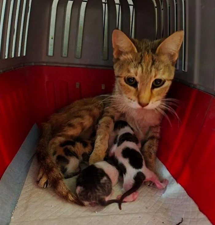 O pisică și puii ei, abandonați într-o cutie de transport (Foto: X/Instagram)