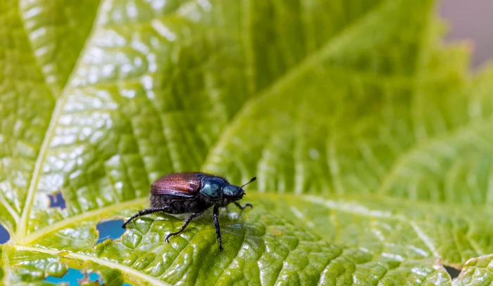 Cum să salvezi plantele care au fost atacate de gândaci / Foto: Freepik