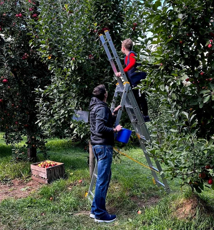 Culesul merelor poate fi o distracție pentru toată familia