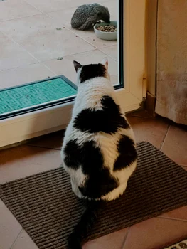 Principesa Sofia are şi pisică, şi un arici în vizită. FOTO: Instagram