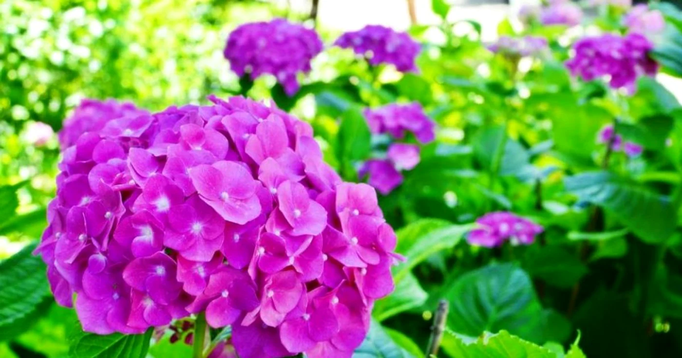 gradina botanica cluj foto