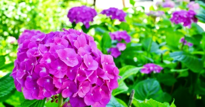 gradina botanica cluj foto