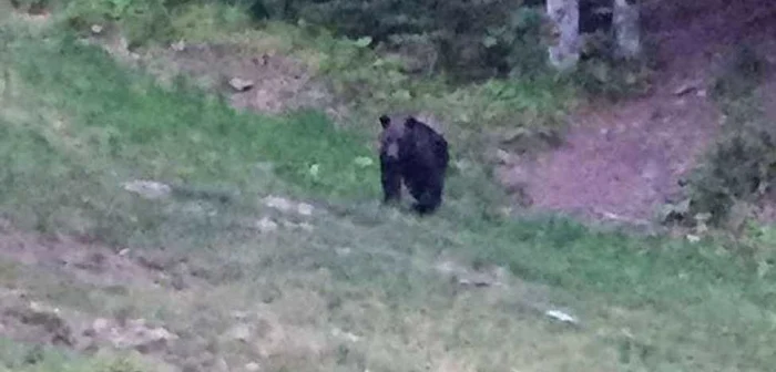 Evenimentul a avut loc în comuna Poiana Cristei