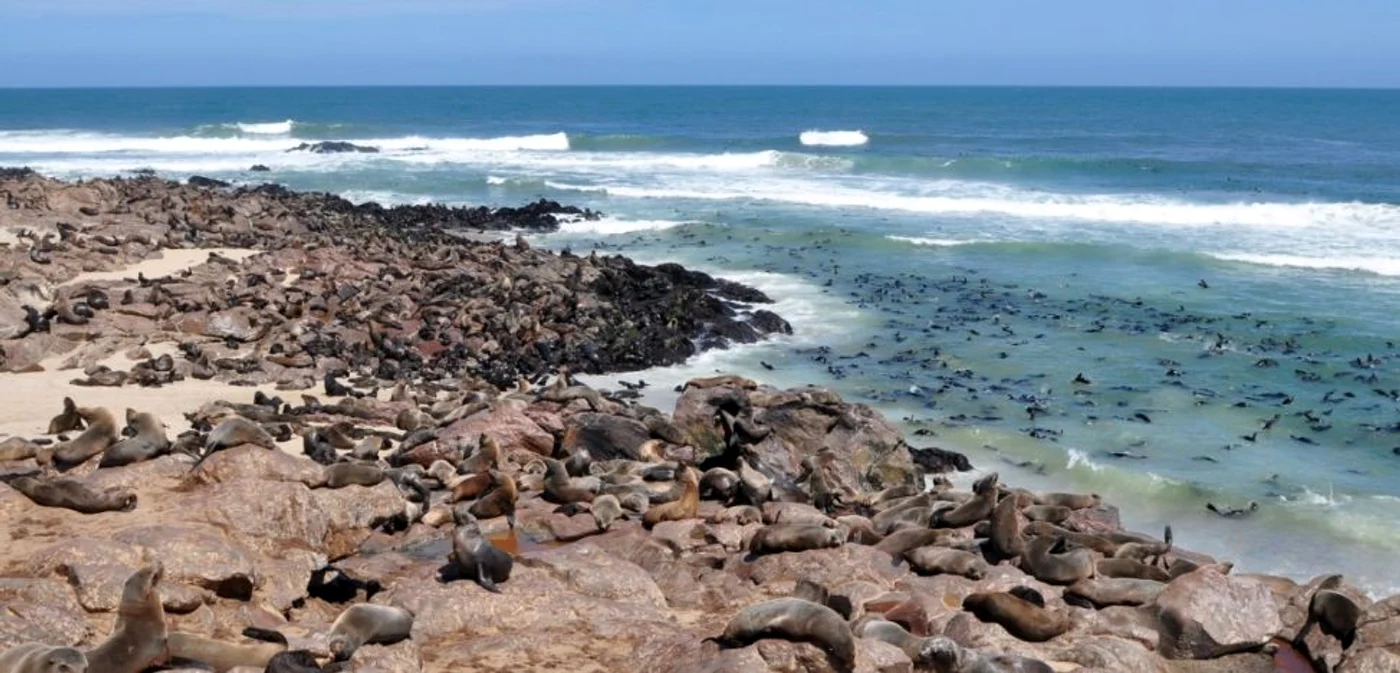 Colonie de foci în Namibia Foto Shutterstock