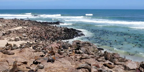 colonie de foci foca namibia foto shutterstock