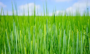 seed 1365872 1280 jpg