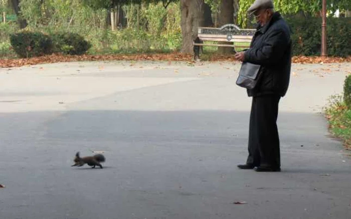 Veveriţele au ieşit la adunat ghinde. FOTO Bogdan Păvăloi