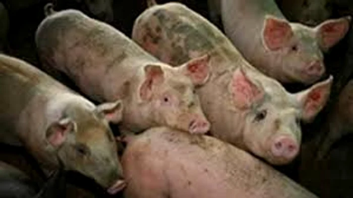 Pesta porcină stârnește panică în Moldova