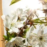 Cum va fi vremea de Florii și Paște 2025, foto Shutterstock jpg