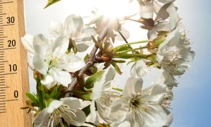 Cum va fi vremea de Florii și Paște 2025, foto Shutterstock jpg