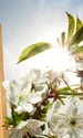 Cum va fi vremea de Florii și Paște 2025, foto Shutterstock jpg