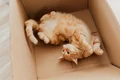 pisica in cutie pexels jpg