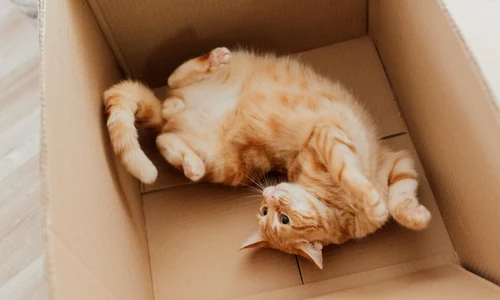 pisica in cutie pexels jpg