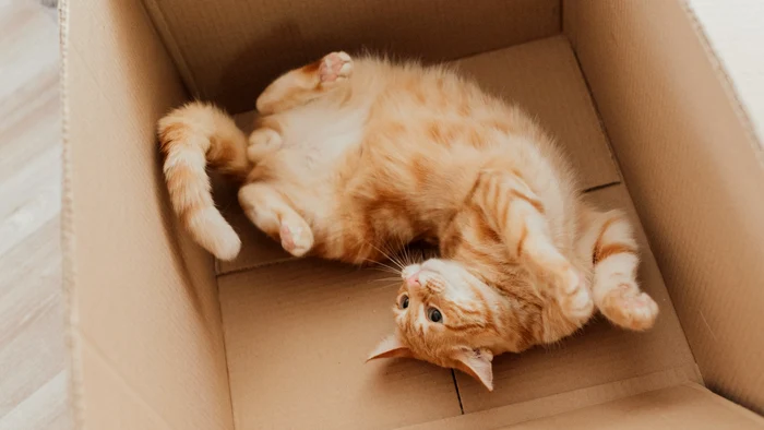 De ce adoră pisicile să stea în cutii de carton / Foto: Pexels