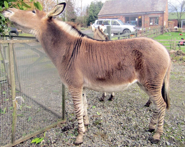 
    Măgaro-zebra (Foto: guliver/splashnews)  