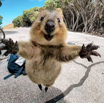 Quokka 5 jpeg