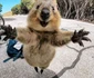 Quokka 5 jpeg