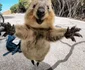 Quokka 5 jpeg